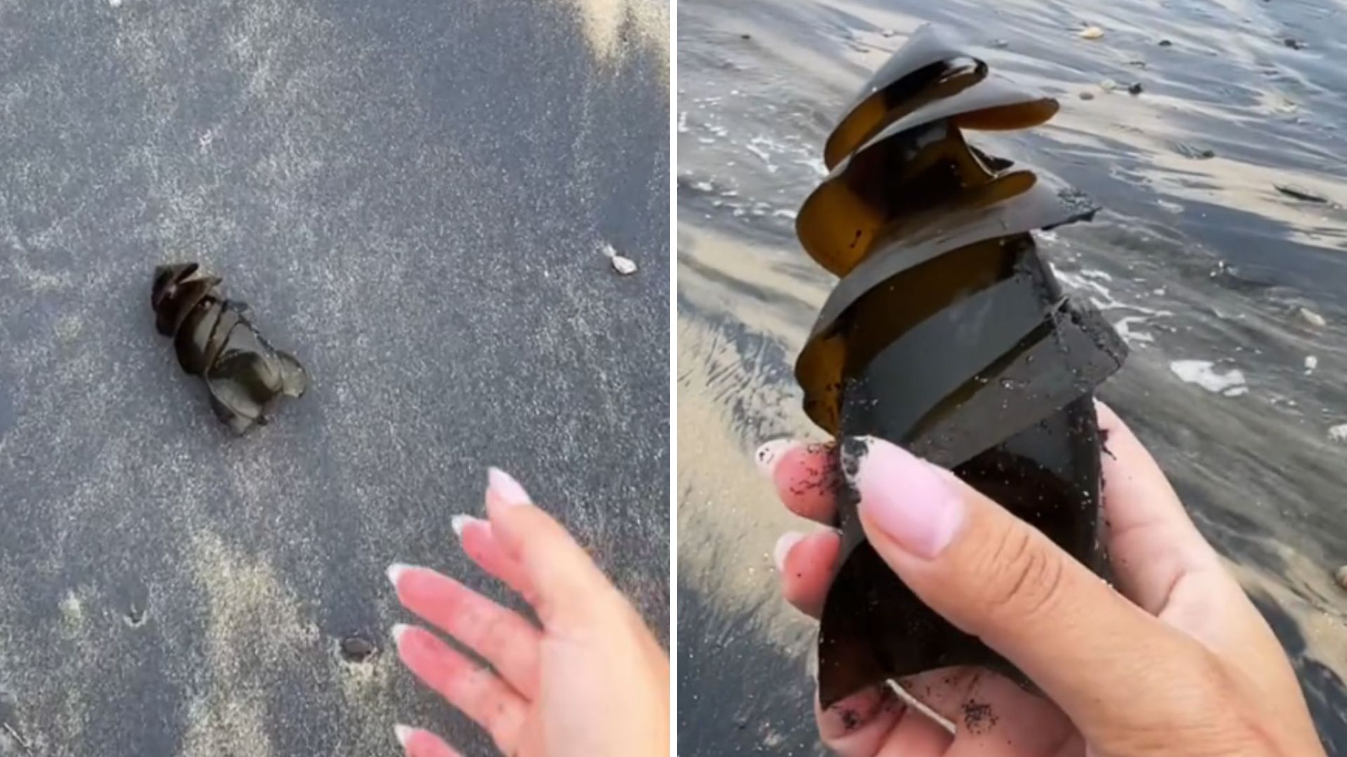 shark egg on the shore