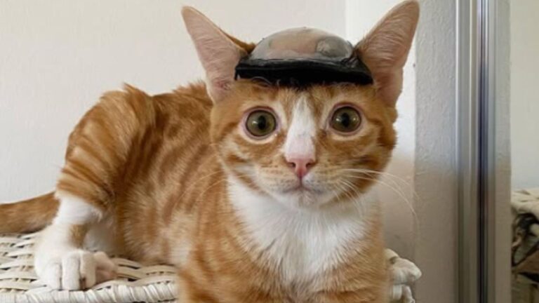 otter the kitten has to wear a helmet always