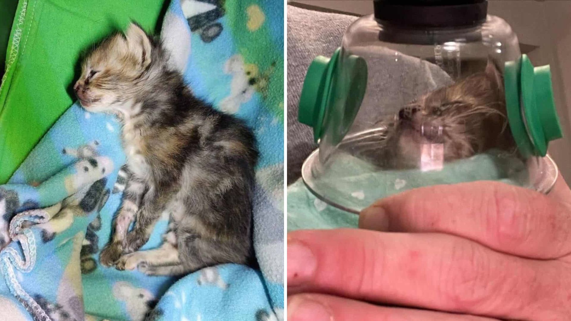 Tiny Kitten In Texas Endures A Tragic Accident