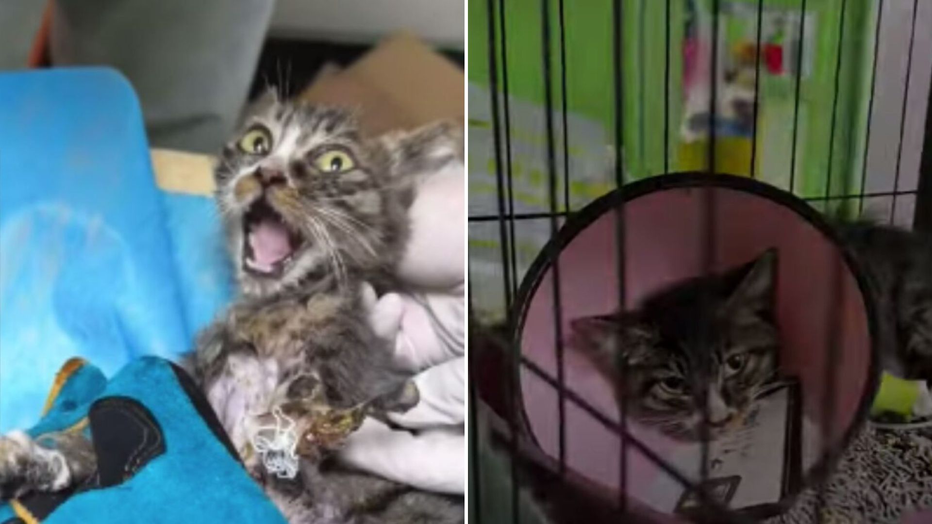 kitten survives dog attack