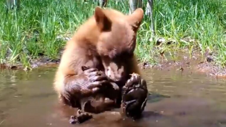 escaped bear plays with teddy
