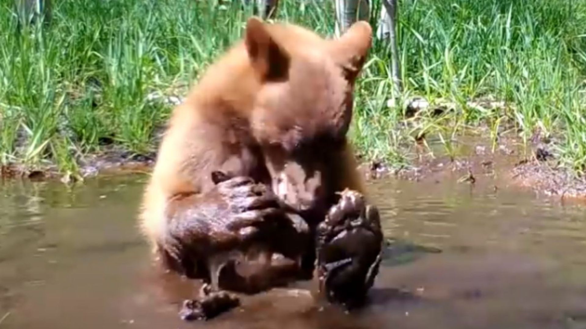 escaped bear plays with teddy
