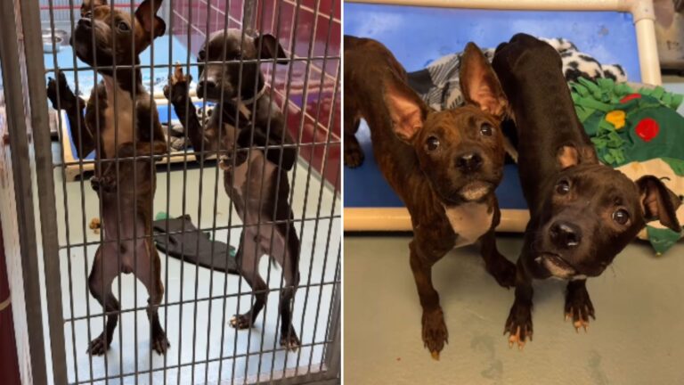 dogs placed in a cage