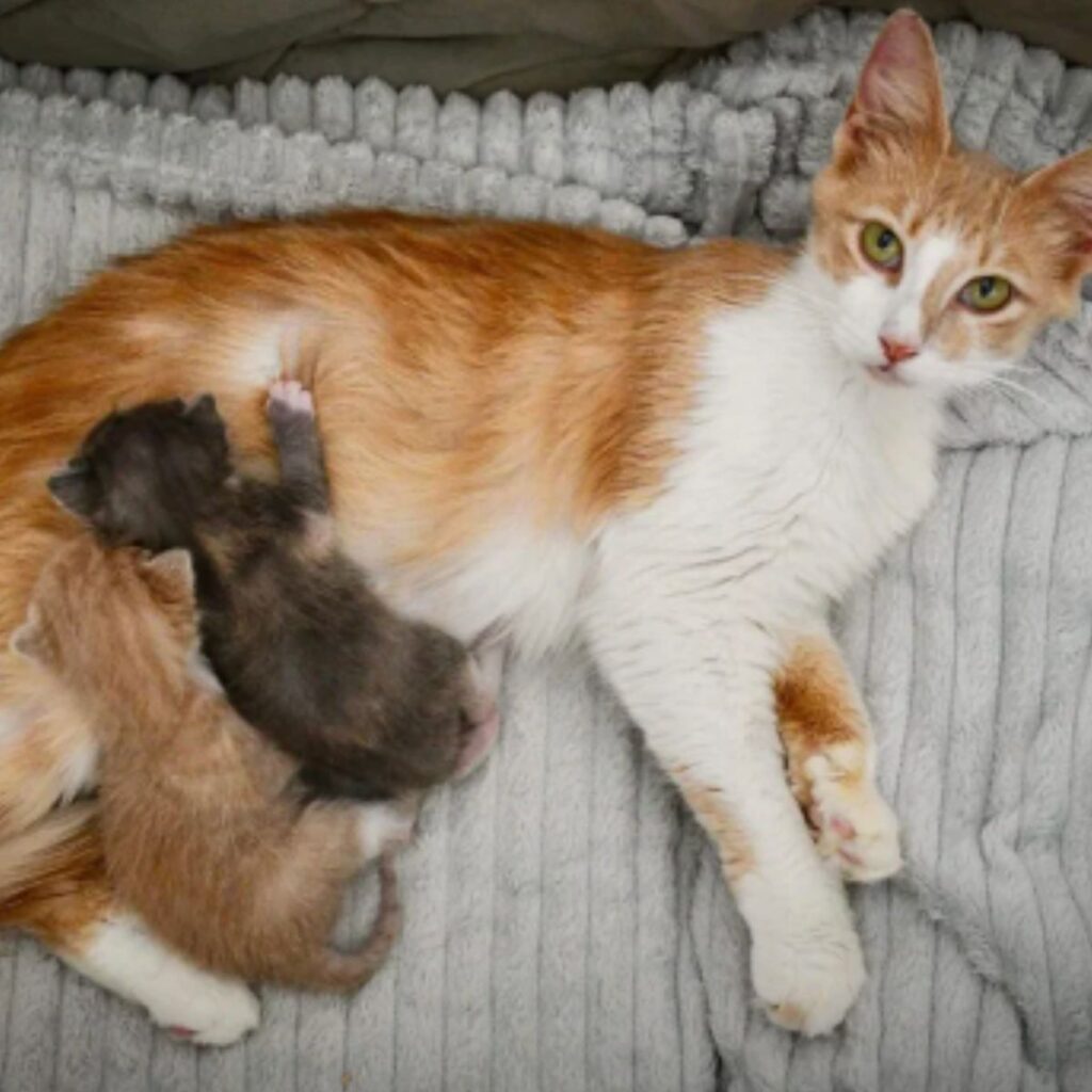 Two kittens are nursing their mother cat