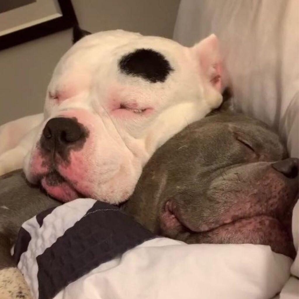 Two pit bulls are sleeping