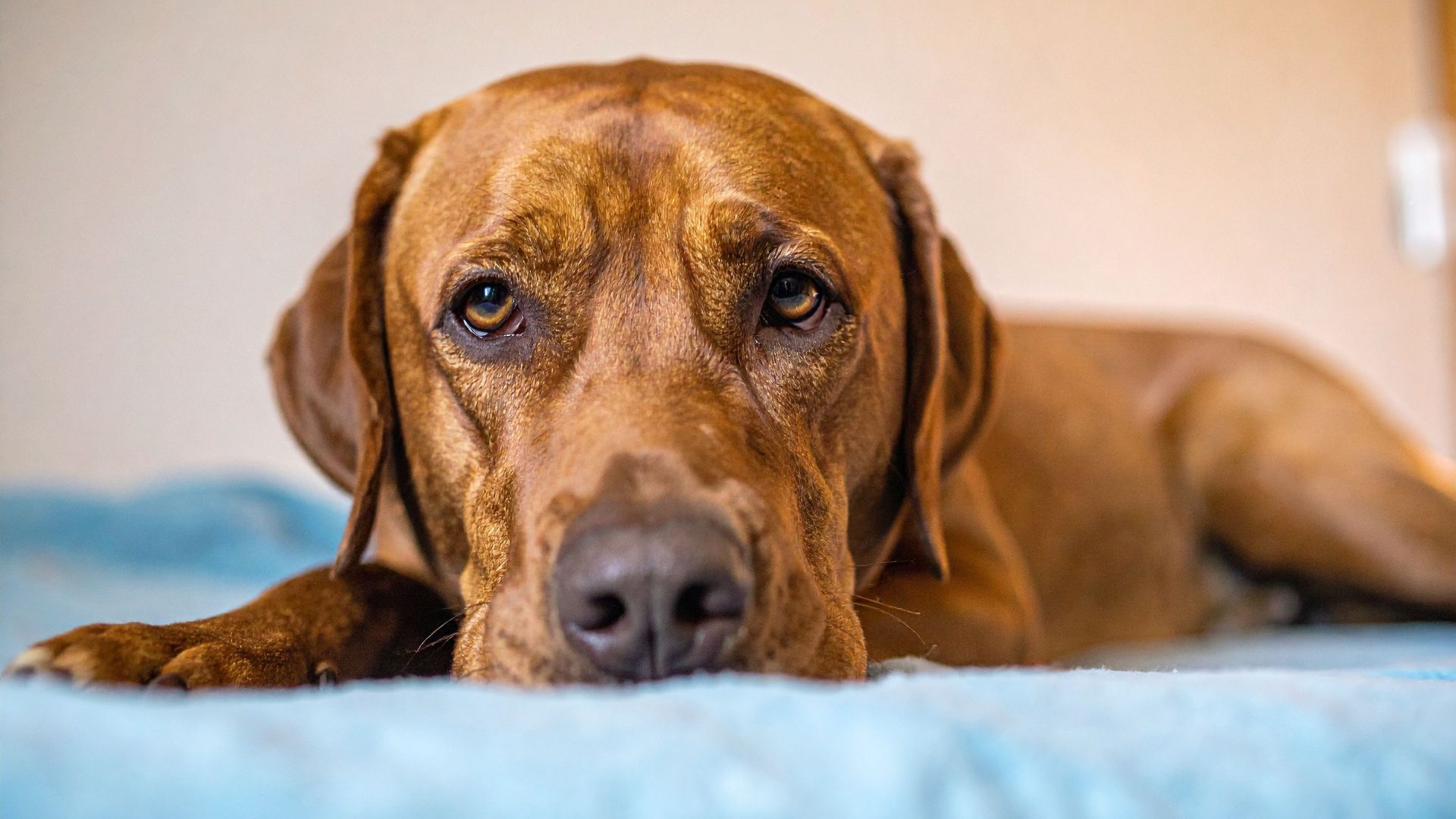 The brown dog is lying down