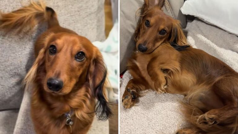 woman finds lost dachshund