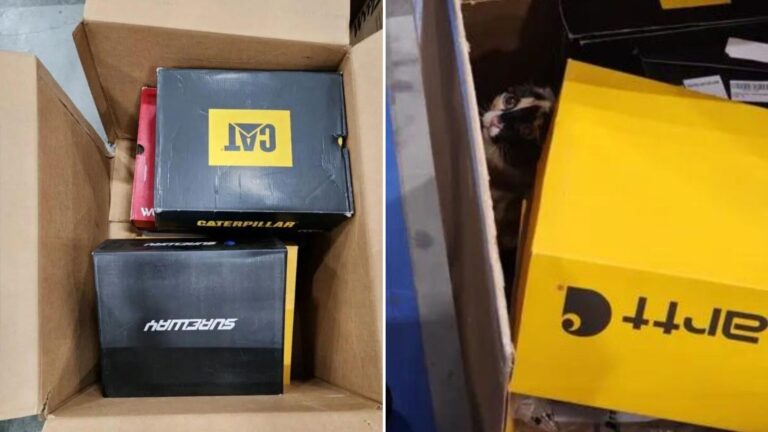 cat found in an amazon box