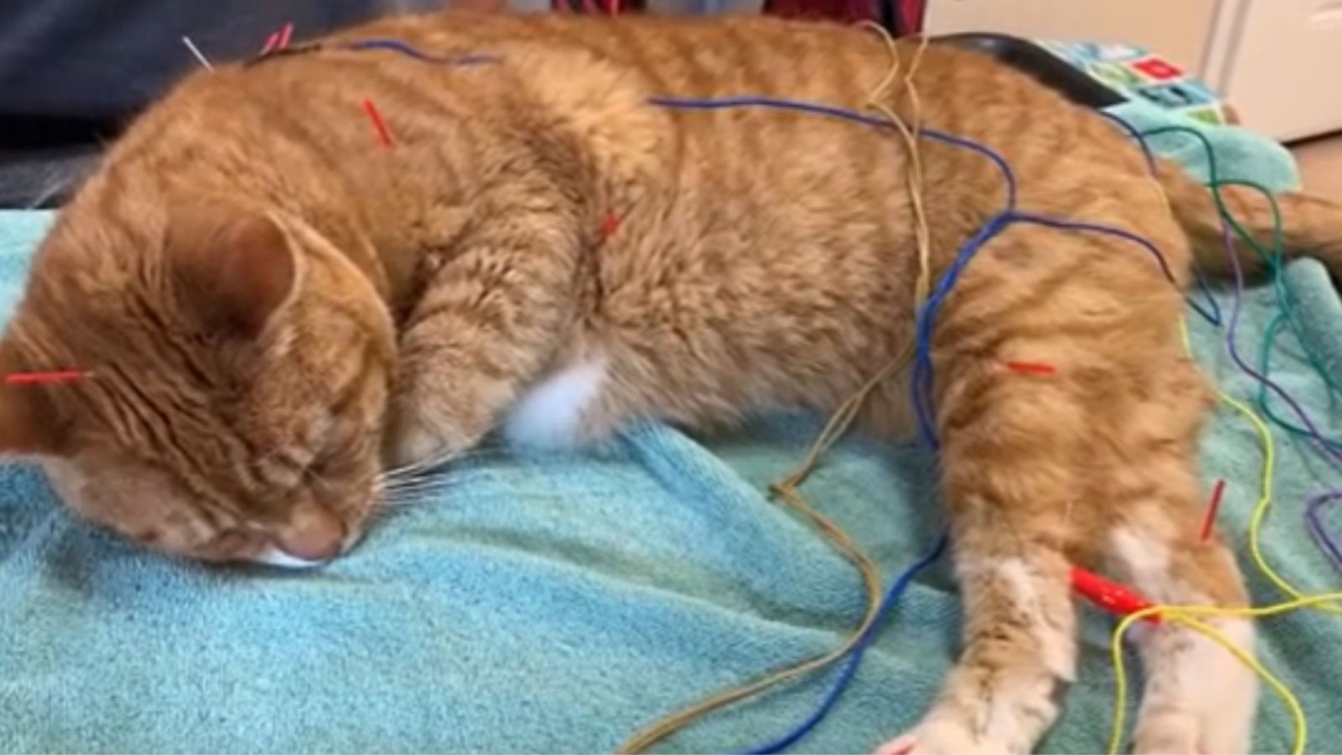 solarflare the paralyzed cat learns to walk again