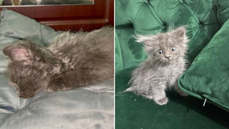 woman saves nebelung kittens life