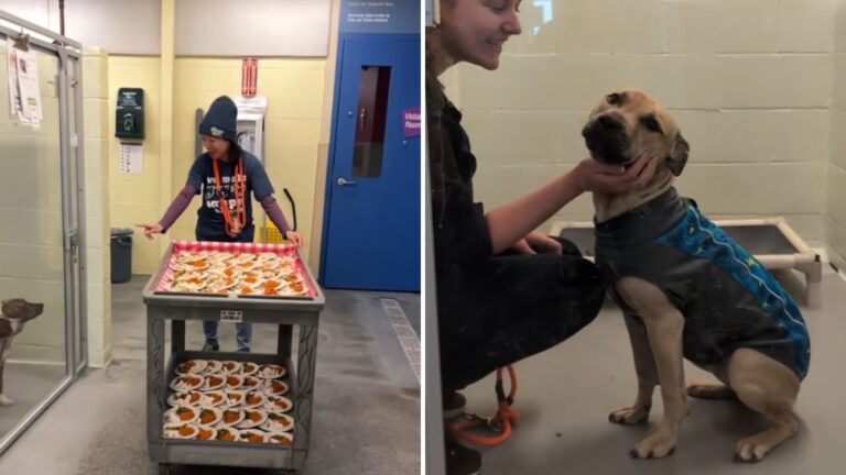 Viral Video Captures Washington Shelter Pets