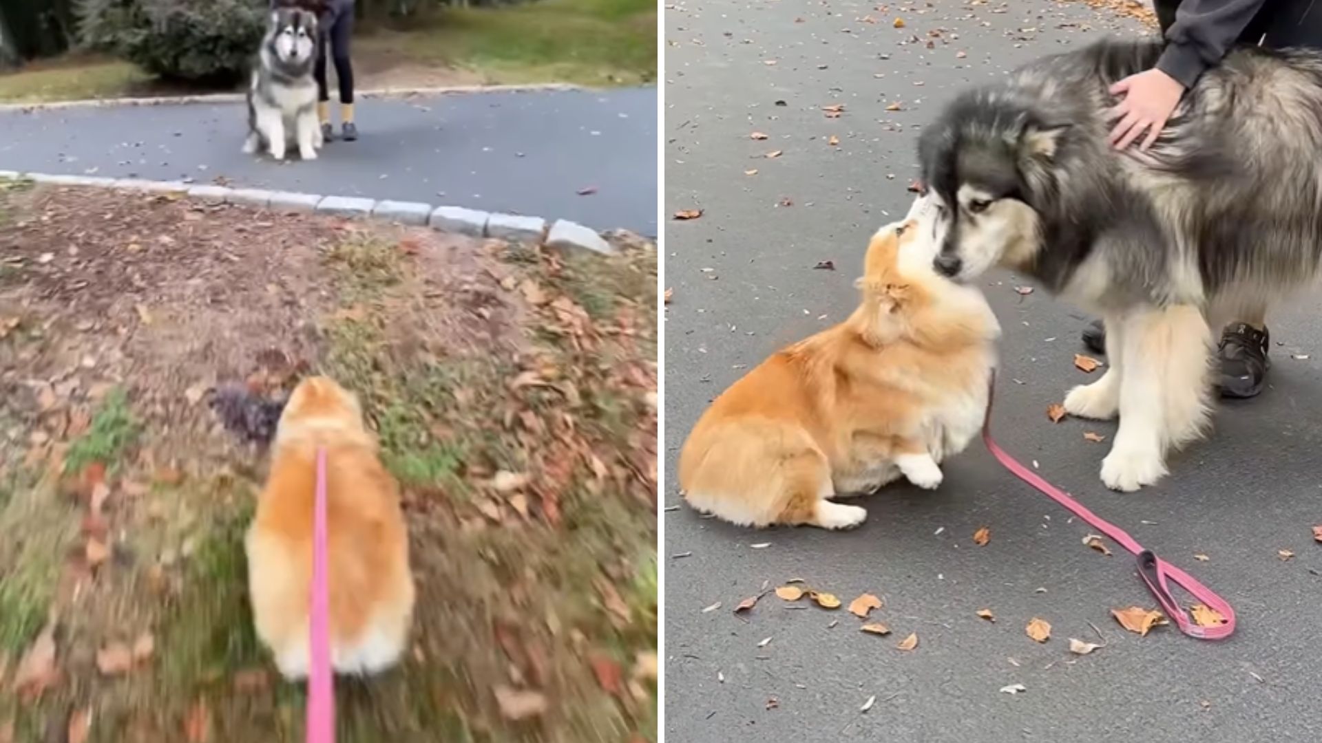 two dogs greeting