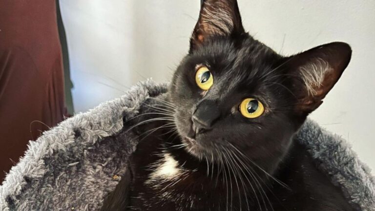 cat returned to shelter because she loved cuddling