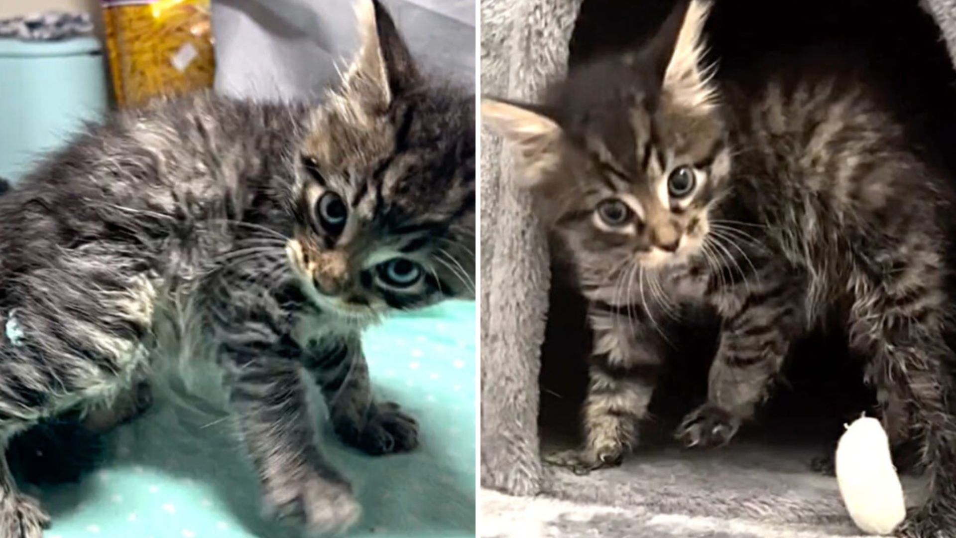 woman leave kitten in pet store