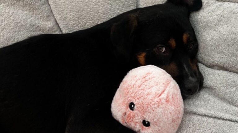 the dog hugs the stuffed toy and lies down