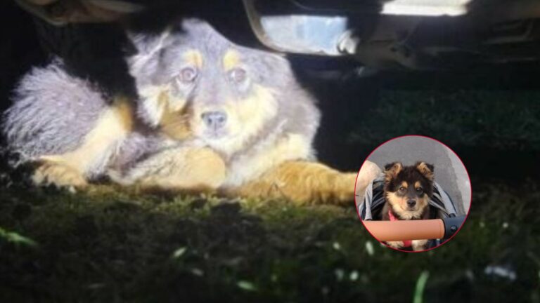 Washington Woman Investigates Odd Sounds Under Her Car