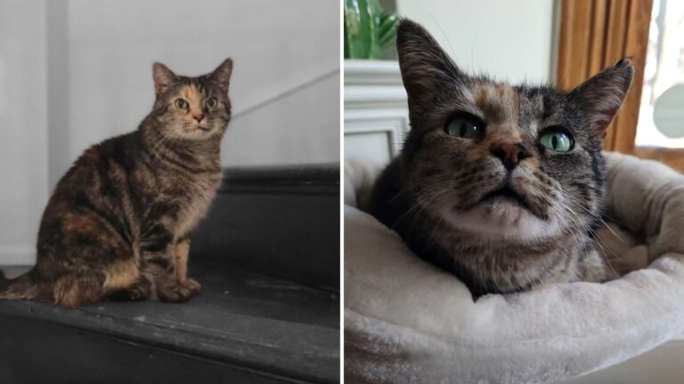 kiki the lonely shelter cat gets adopted