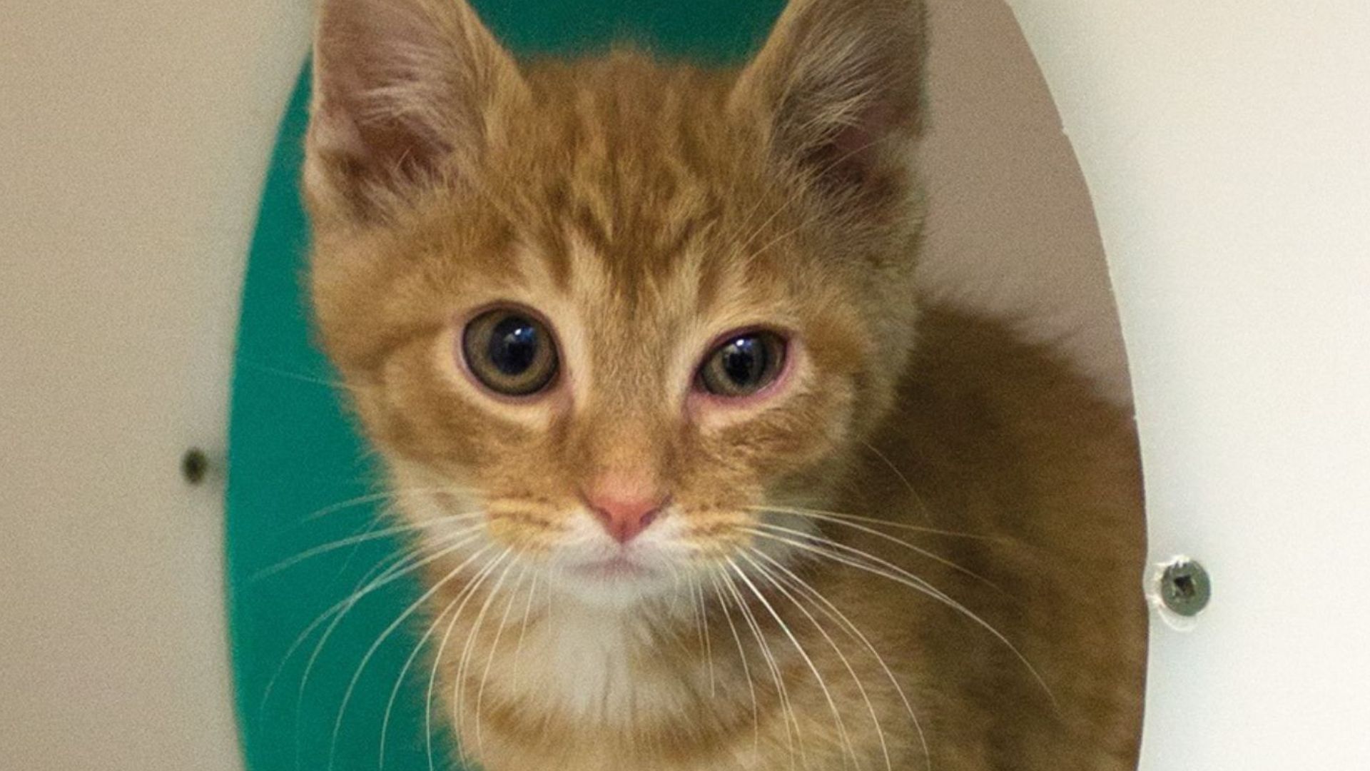 kitten cant stop crying after being adopted
