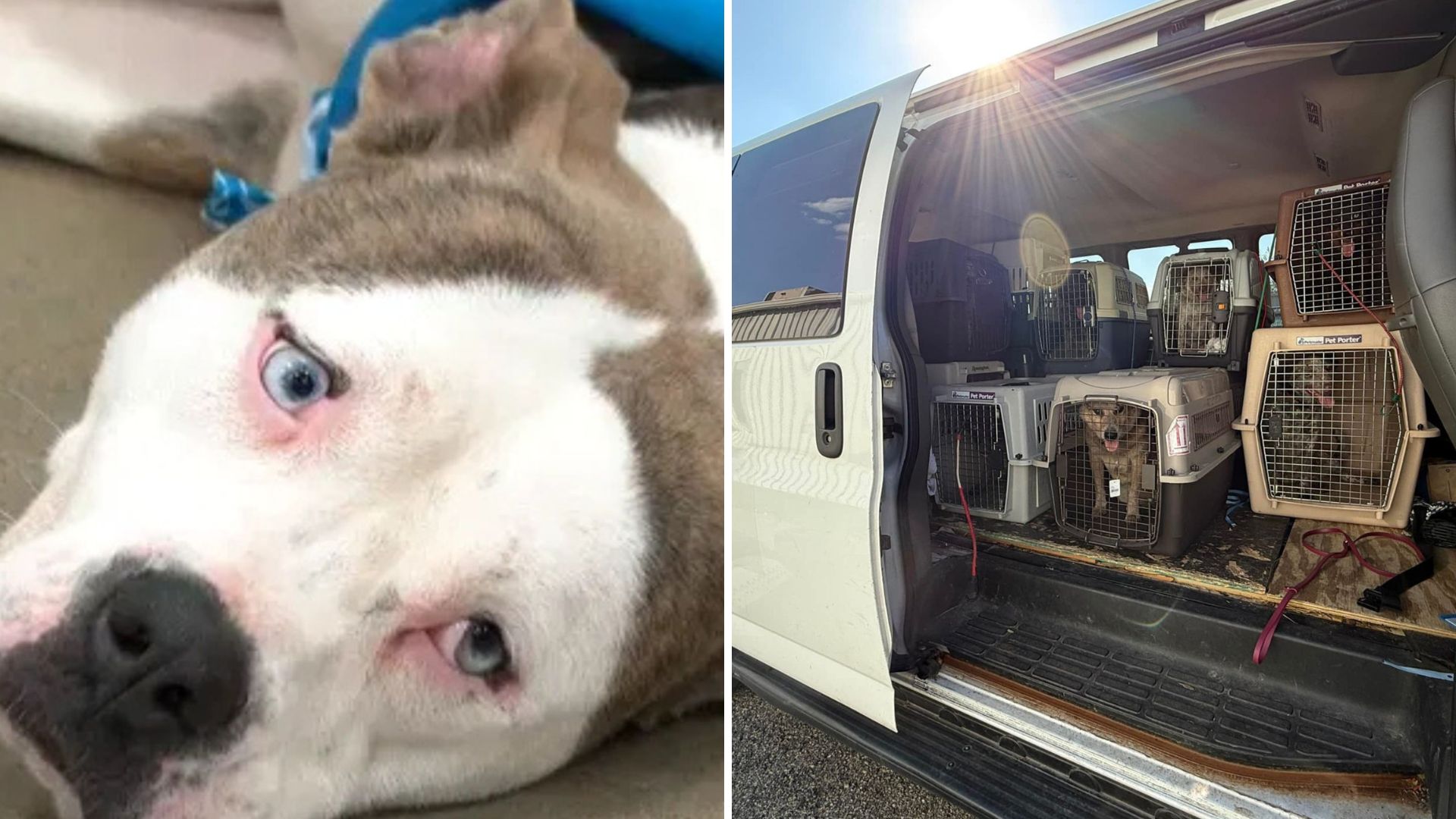 hundreds of animals rescued from hoarding