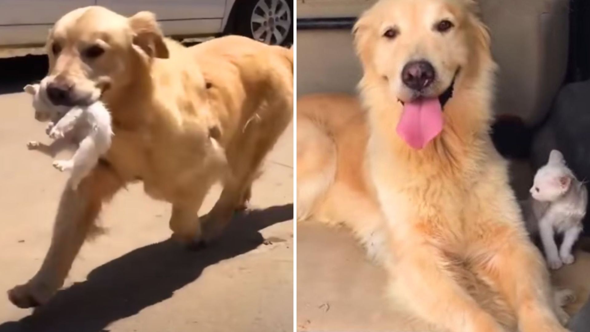 Wisconsin Retriever Finds A Struggling Kitten