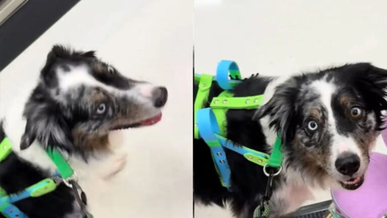woman asks service dog to find chair