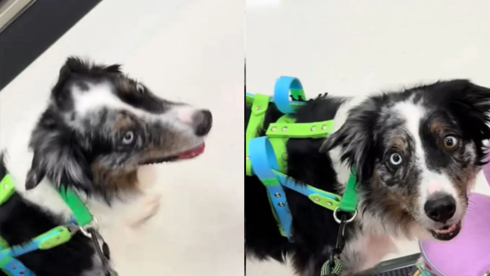 woman asks service dog to find chair