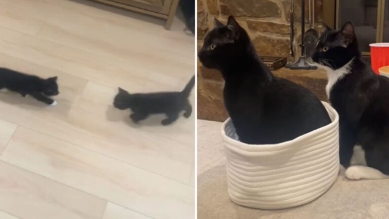 woman adopts kitten then does something amazing for her