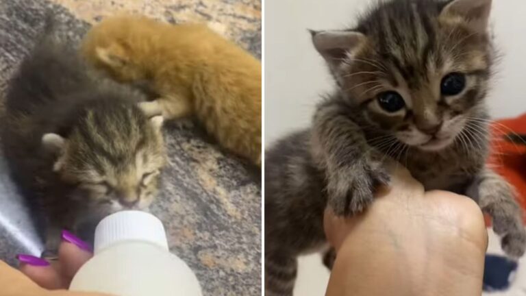 Woman Finds Two Newborn Kittens