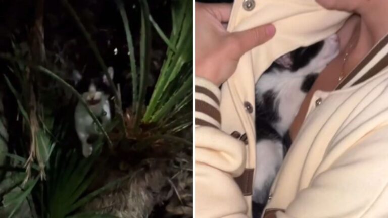kitten tied to a palm tree