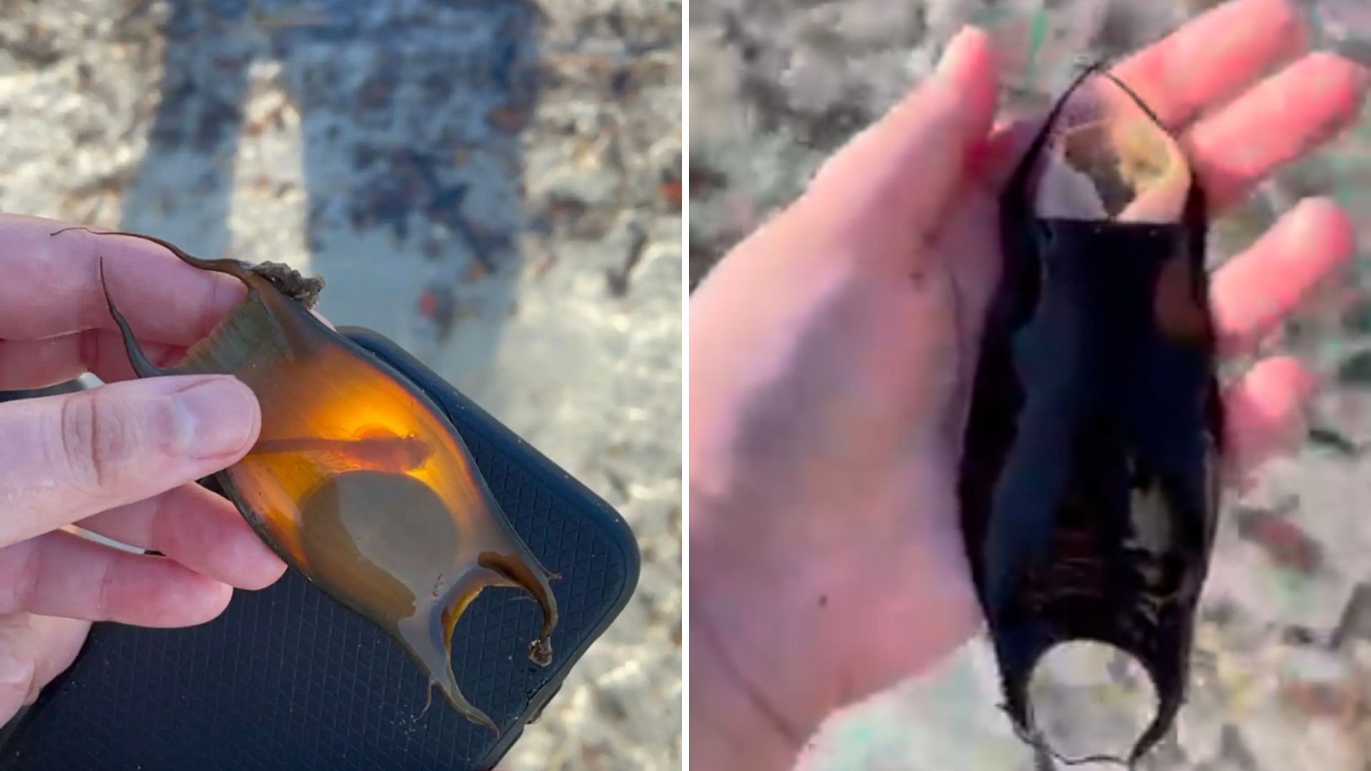 woman finds mermaid’s purse on the beach