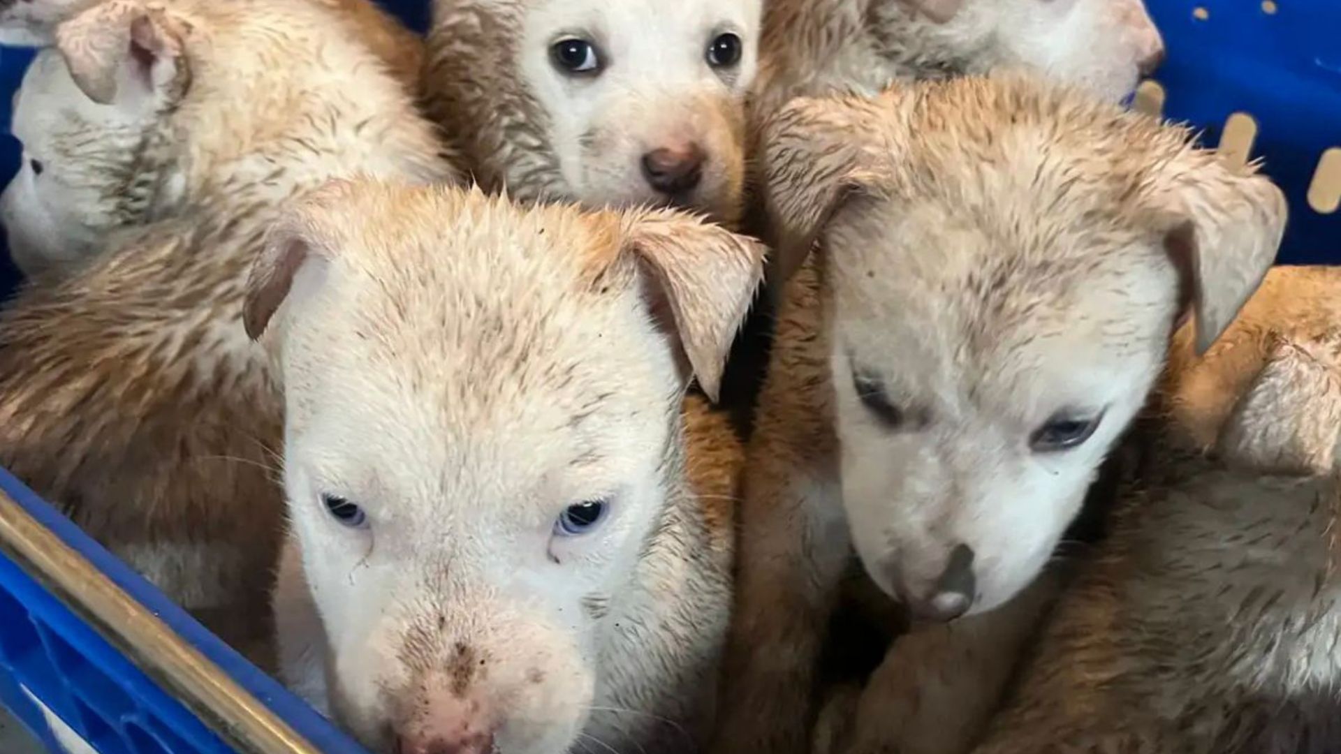 Woman Spots A Blue Basket In South Dakota Park