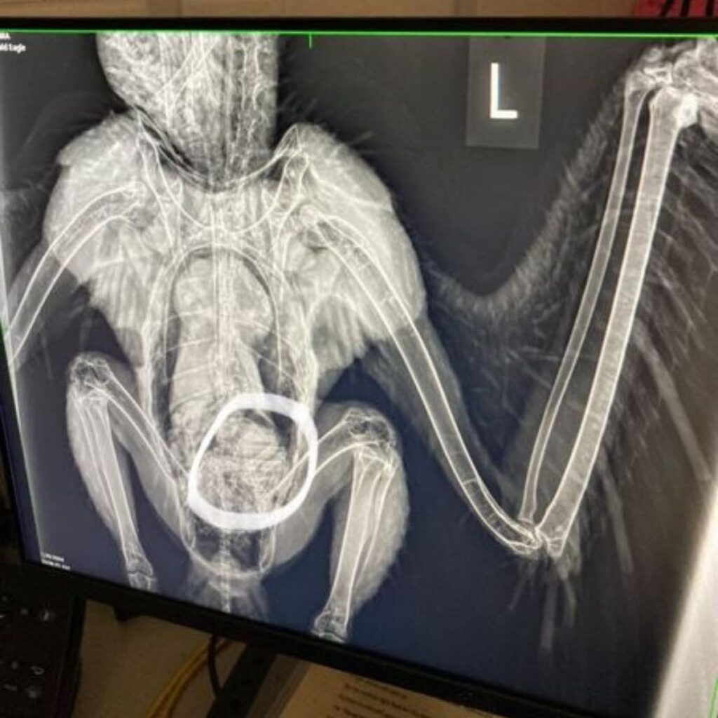 X-ray of an eagle