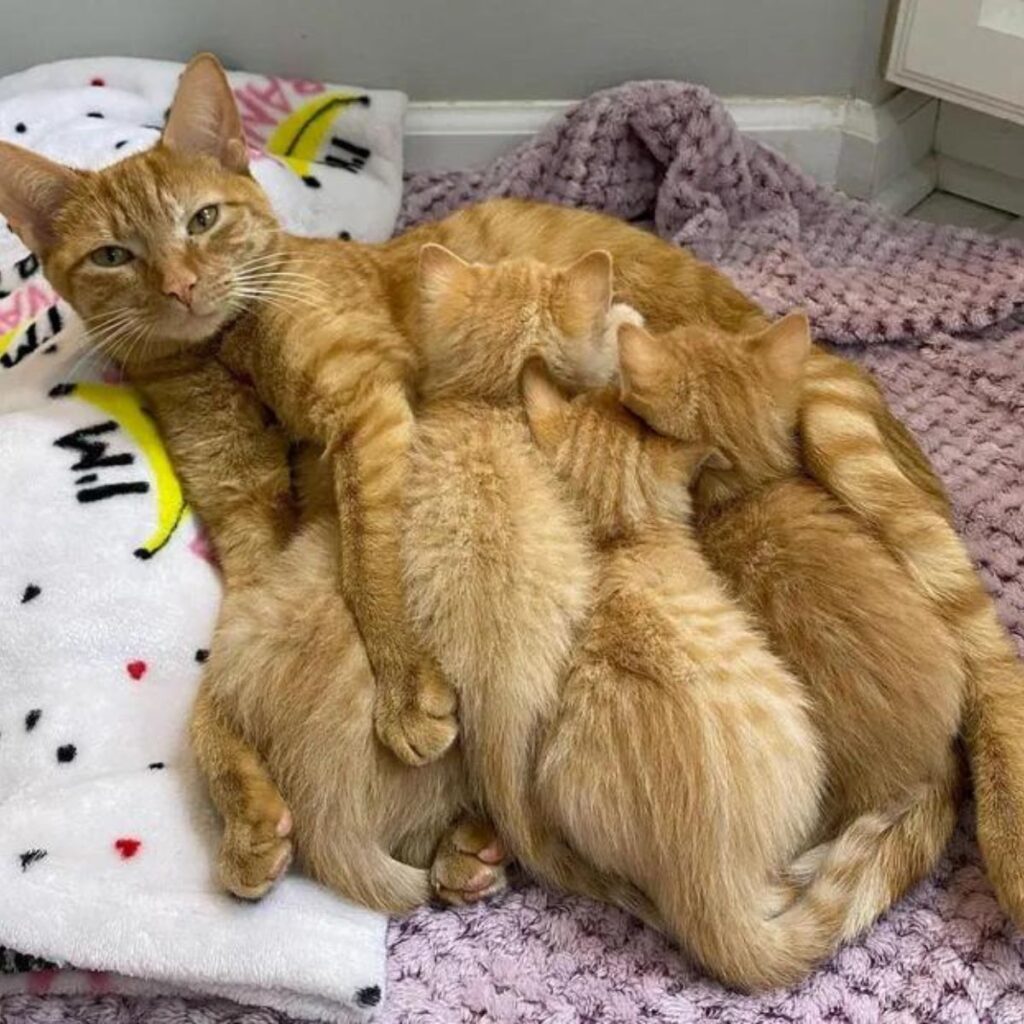 The kittens climbed onto the mother cat