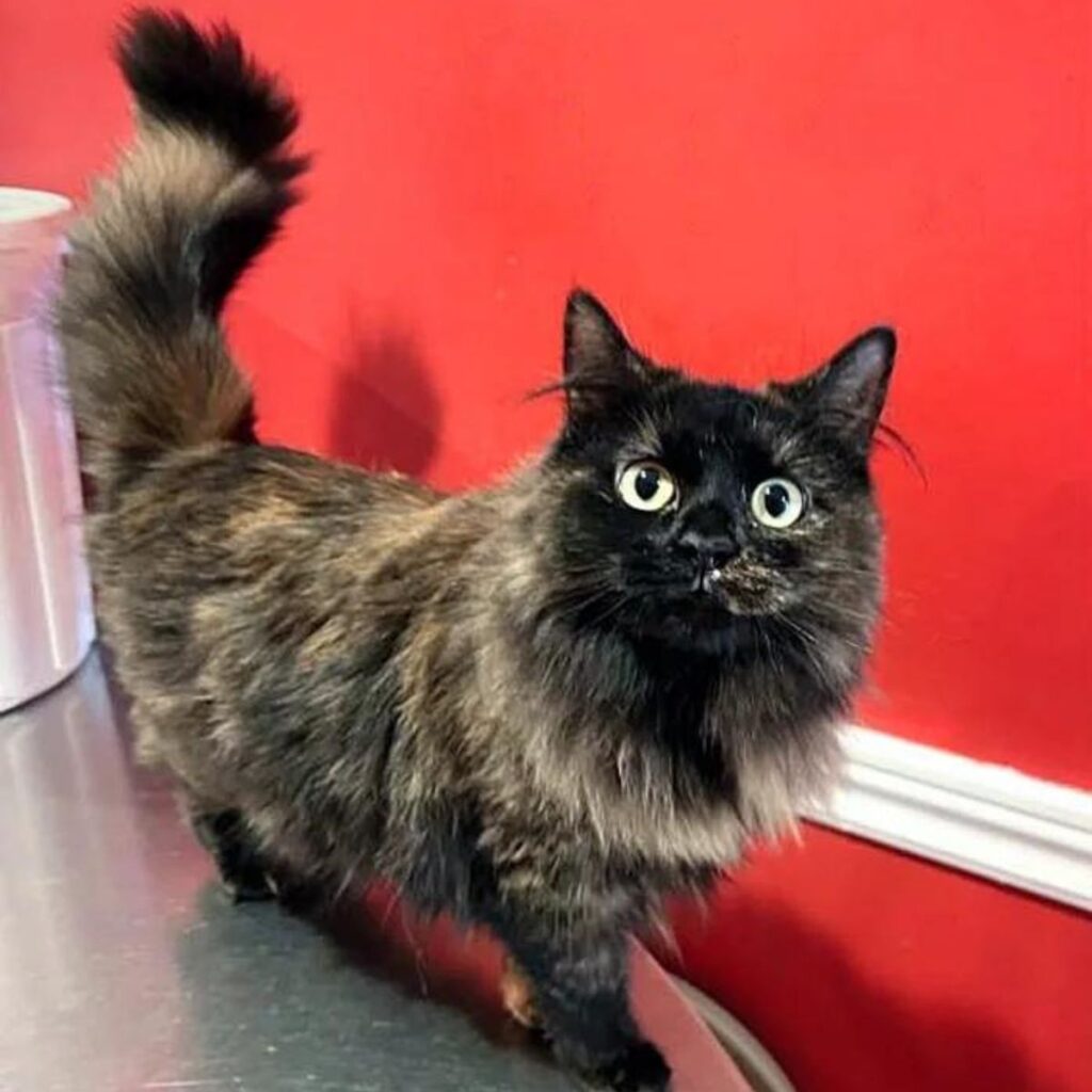 a black and brown cat is standing on the table