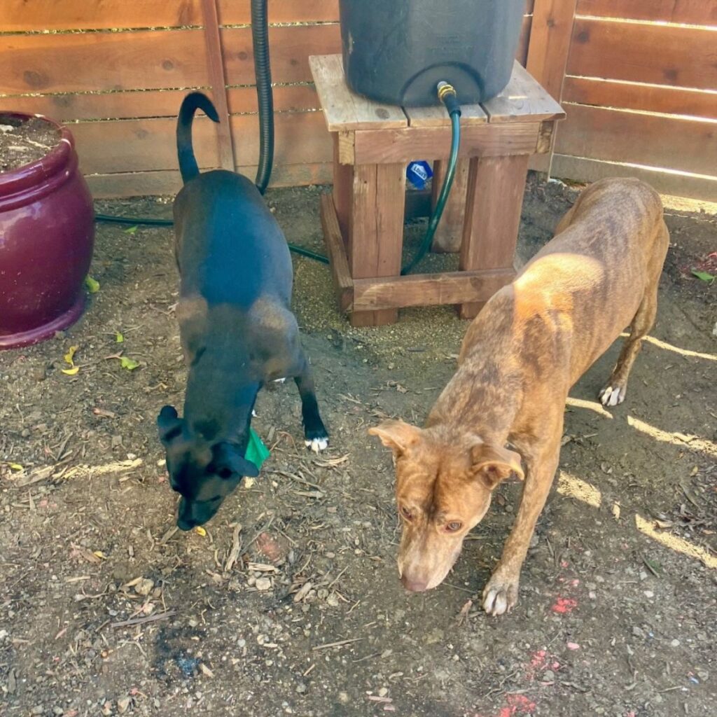 a black and brown dog standing next to each other