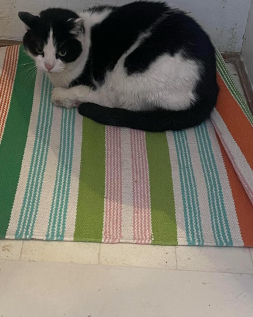 a black and white cat lies on a colorful rug
