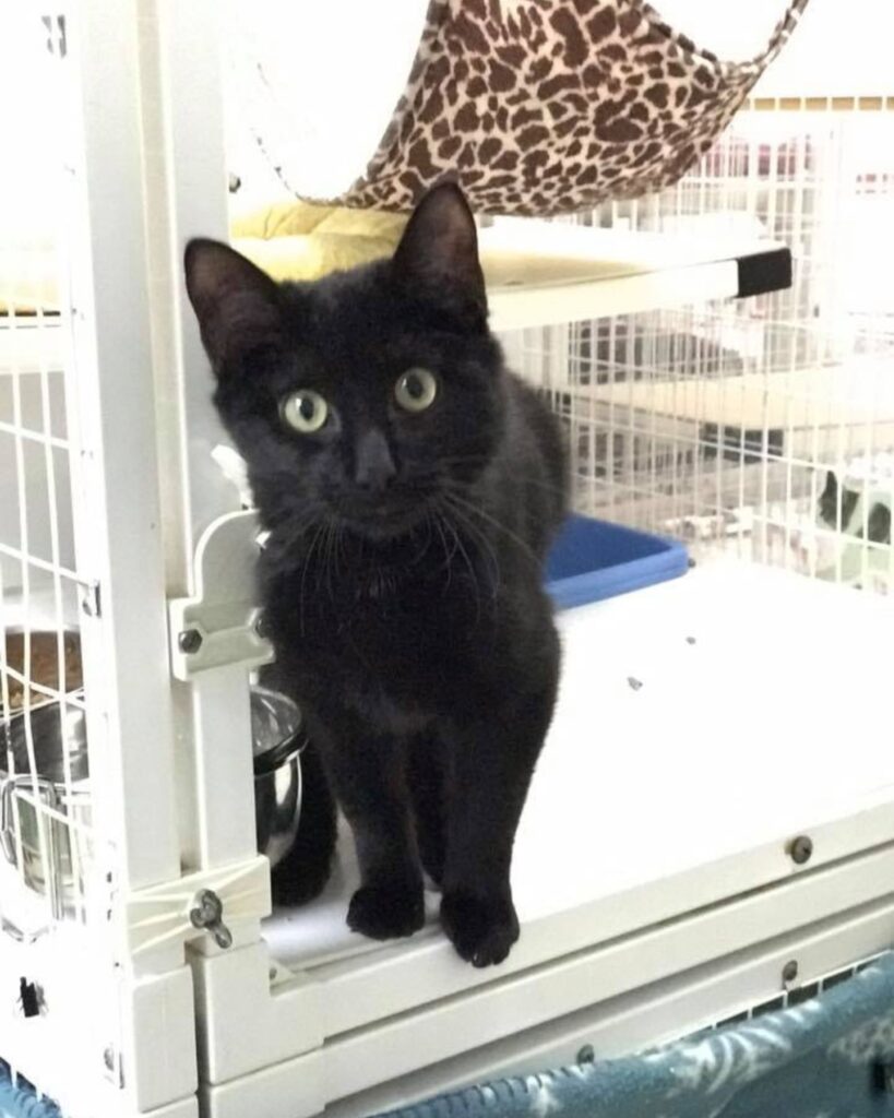 a black cat is standing on a white table