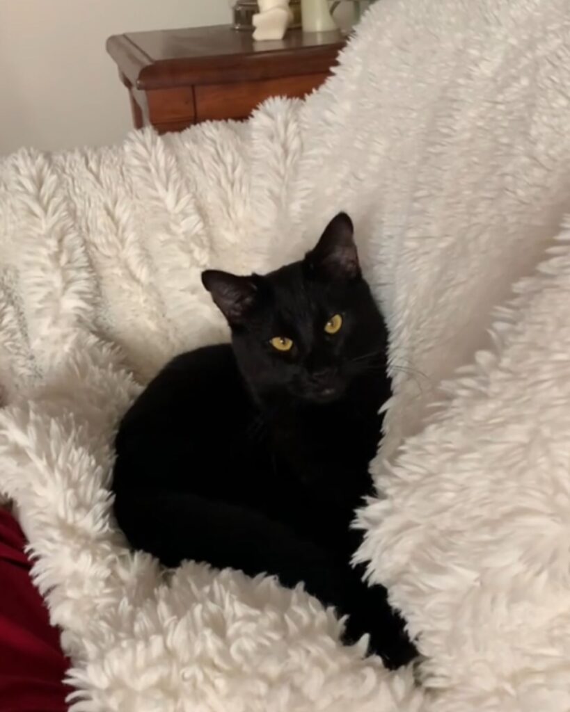 a black cat lies on a pillow