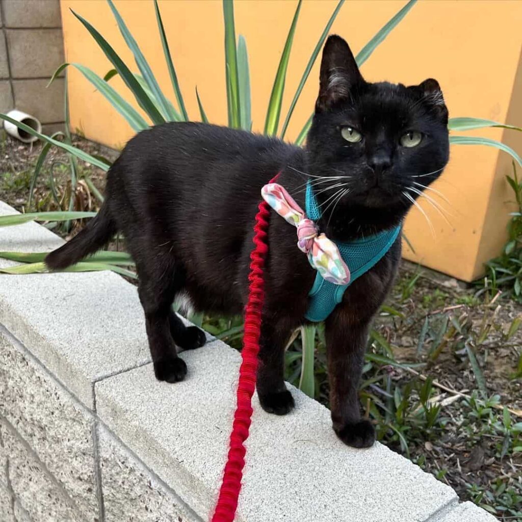 a black cat with a leash is standing on the wall