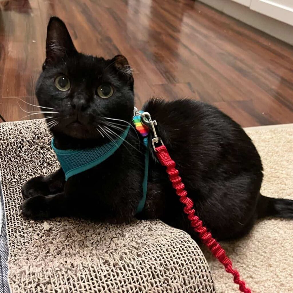 a black cat without an ear on a leash
