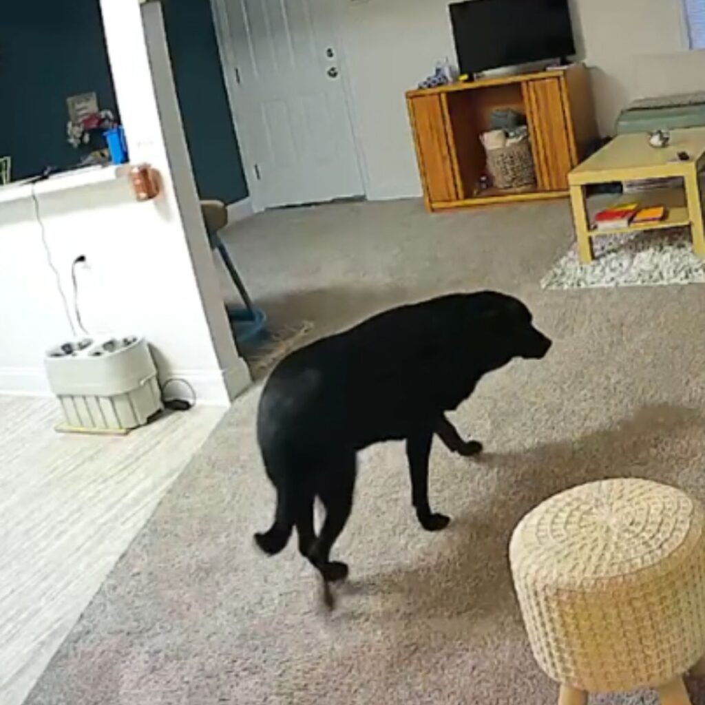 a black dog walks around the house