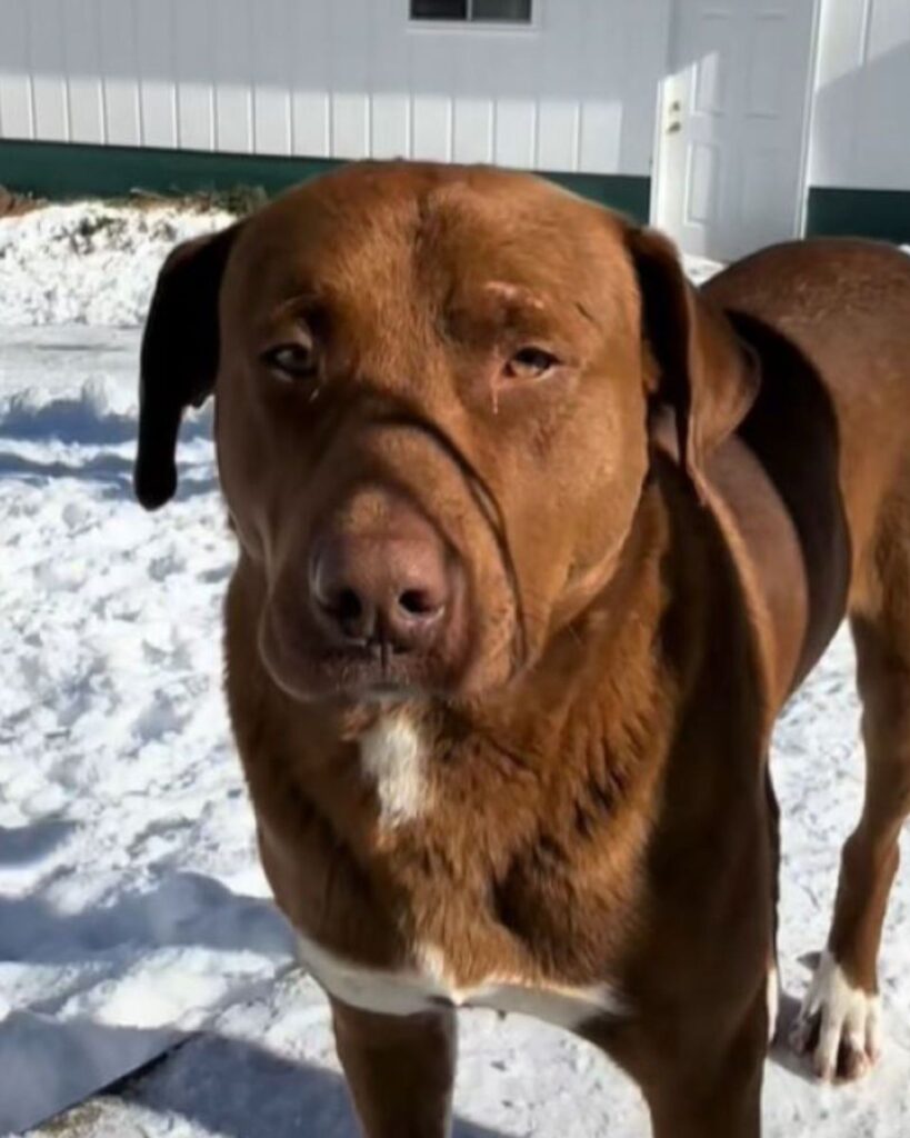 a brown dog is standing in the snow