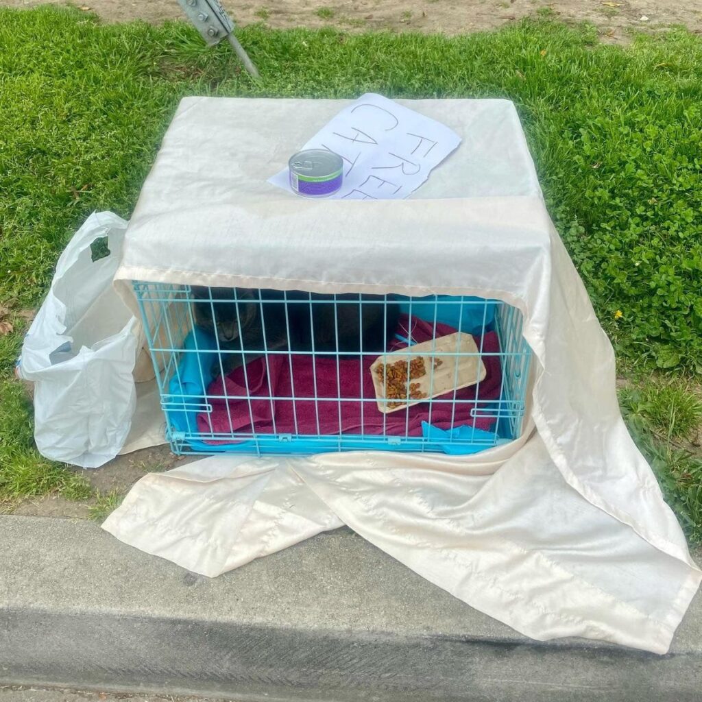 a cat left in a cage by the roadside