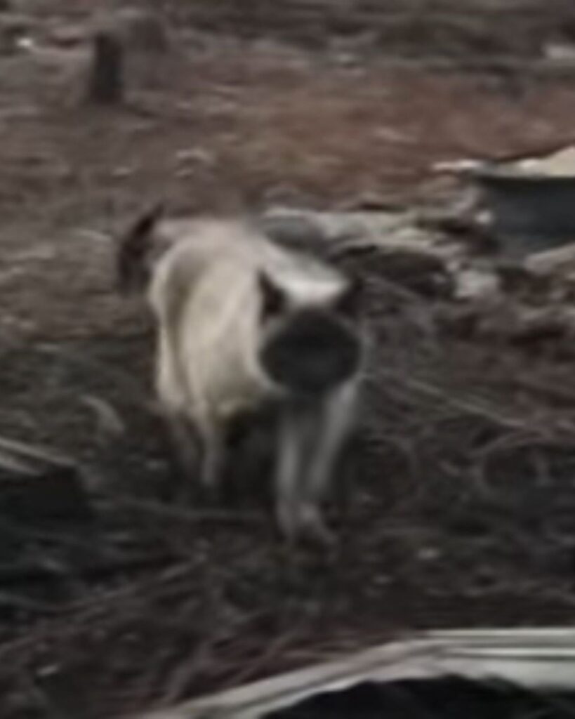 a cat walks through a burnt yard
