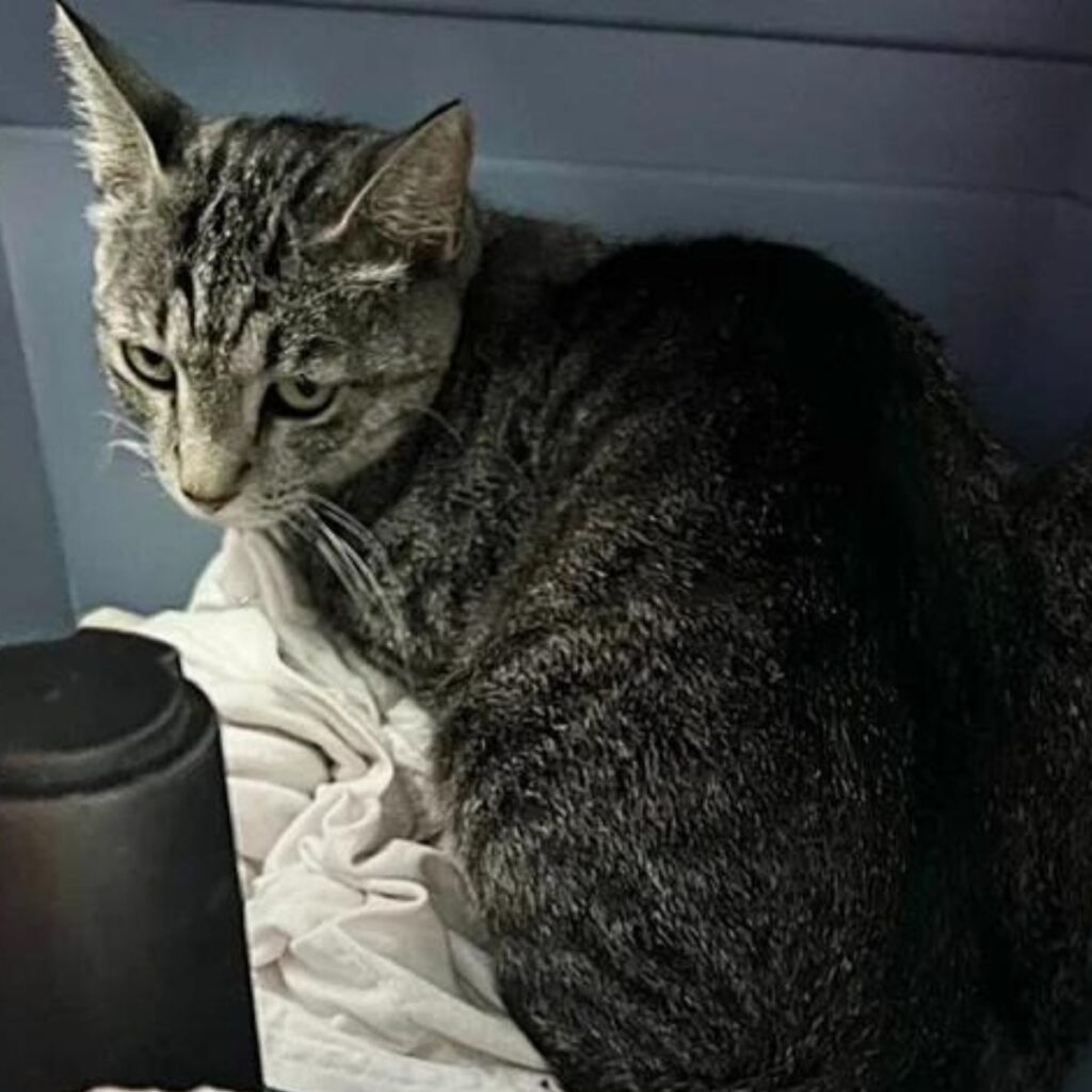 a colorful cat with a sad look