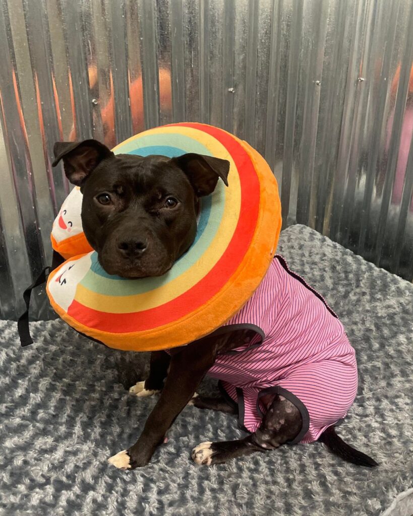 a dog with a collar is sitting