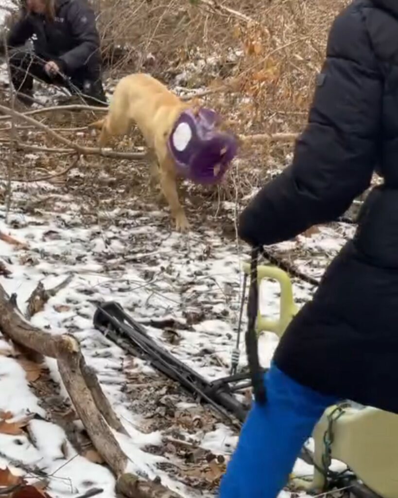 a dog with a plastic bottle approaches the man