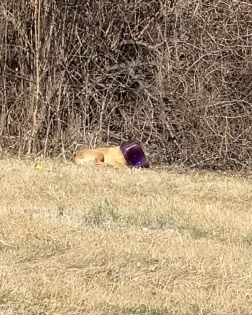 a dog with a plastic bottle on its head is lying on the grass