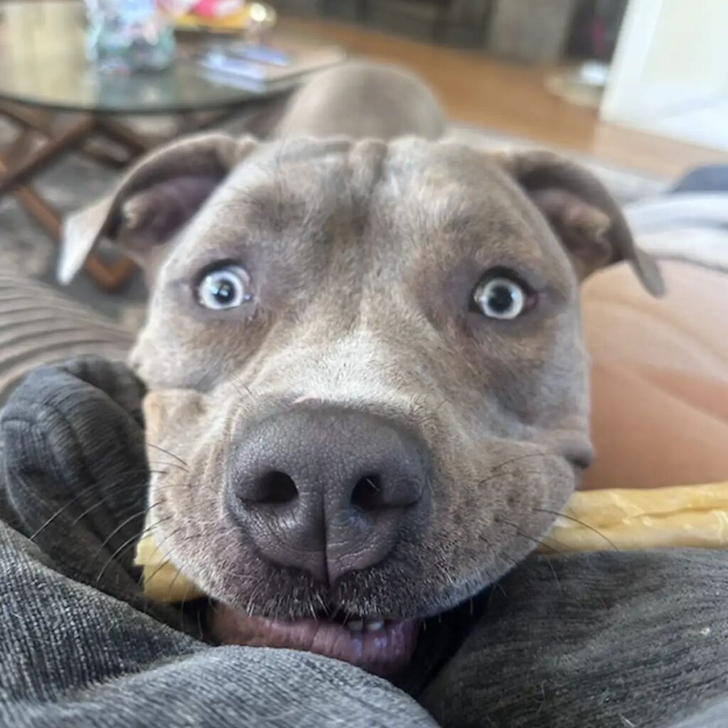 a dog with beautiful eyes looks ahead