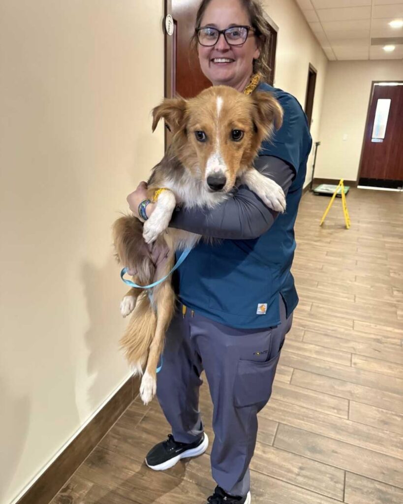 a girl holds a beautiful dog in her arms